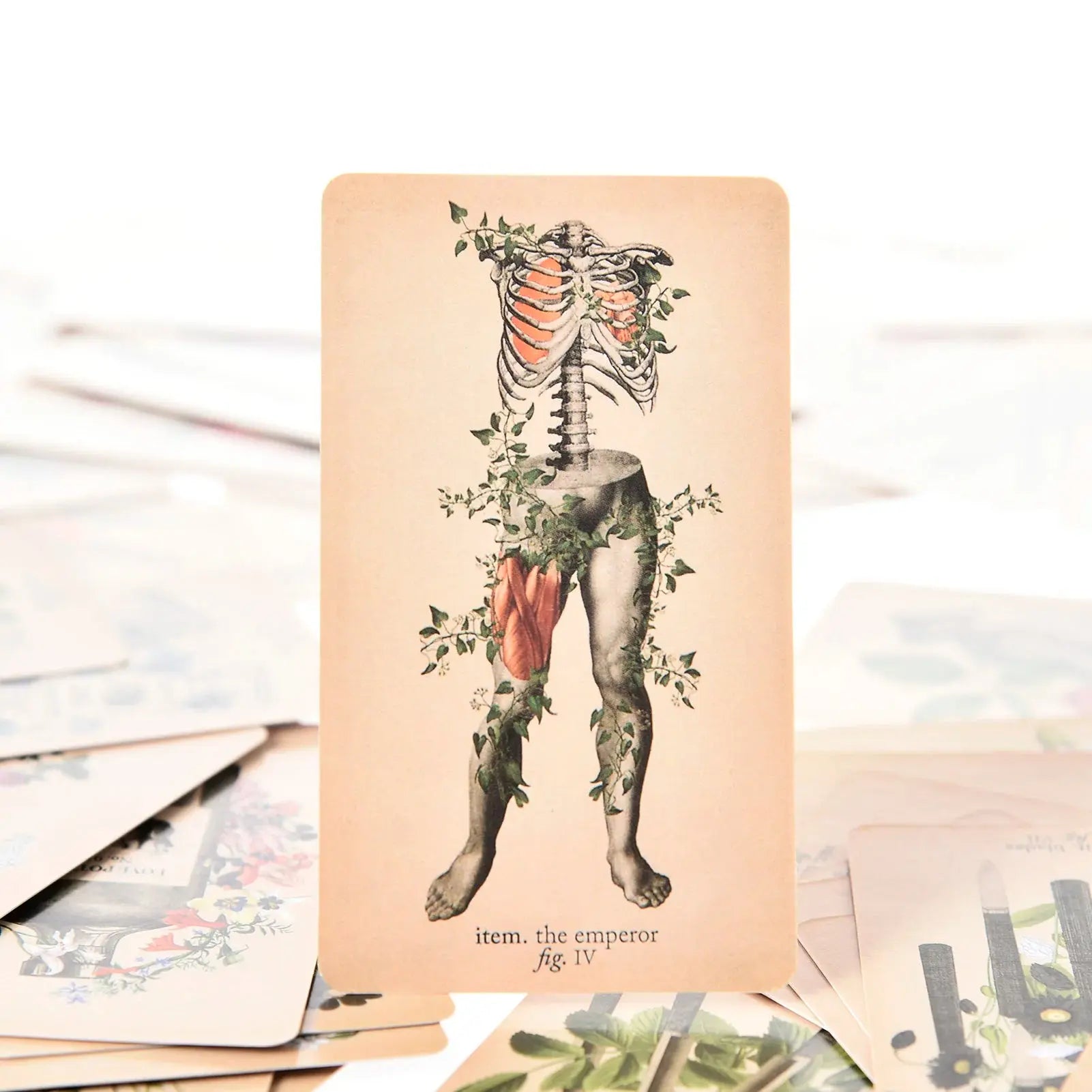 The Antique Anatomy Tarot, a uniquely macabre and deeply intuitive divination tool Anakha H. Nyx