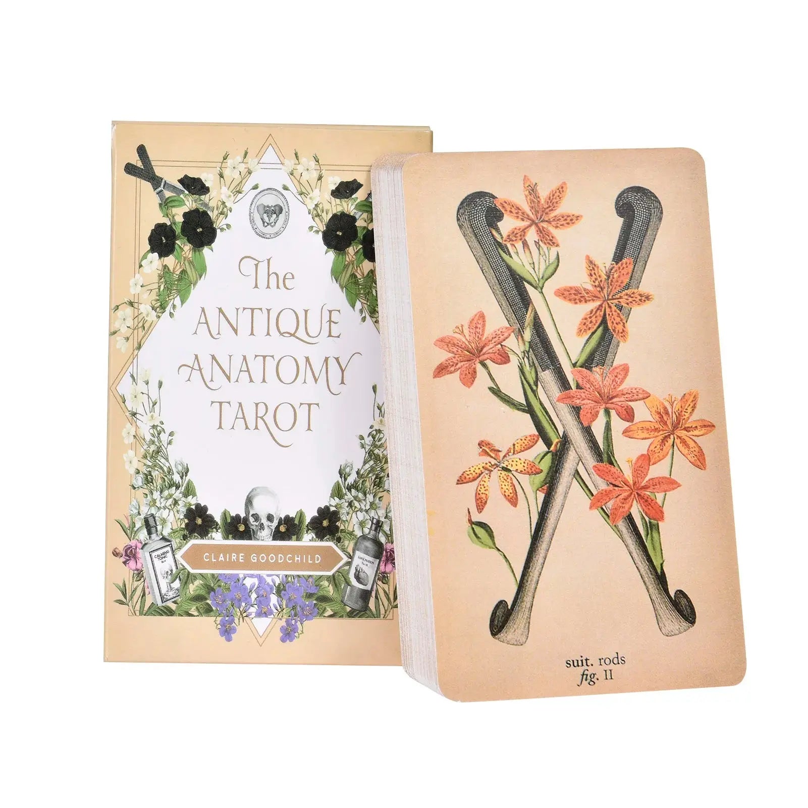 The Antique Anatomy Tarot, a uniquely macabre and deeply intuitive divination tool Anakha H. Nyx