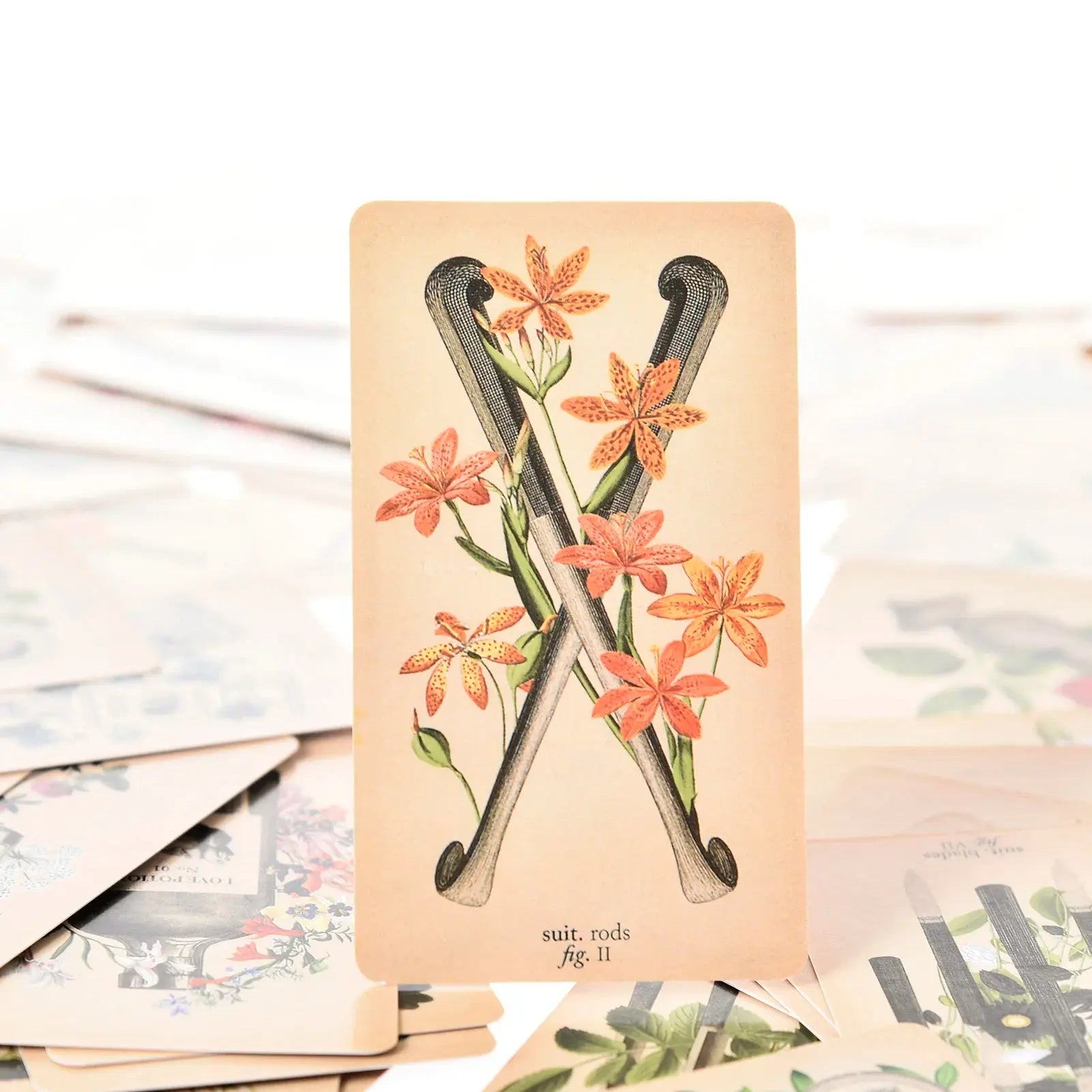 The Antique Anatomy Tarot, a uniquely macabre and deeply intuitive divination tool Anakha H. Nyx